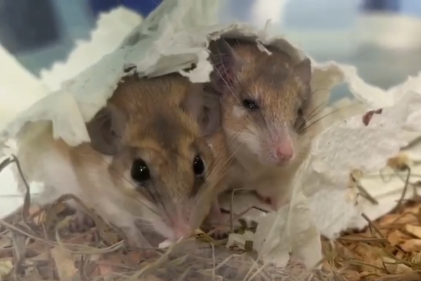 �������� ���� �� ������ ������ ���� ���